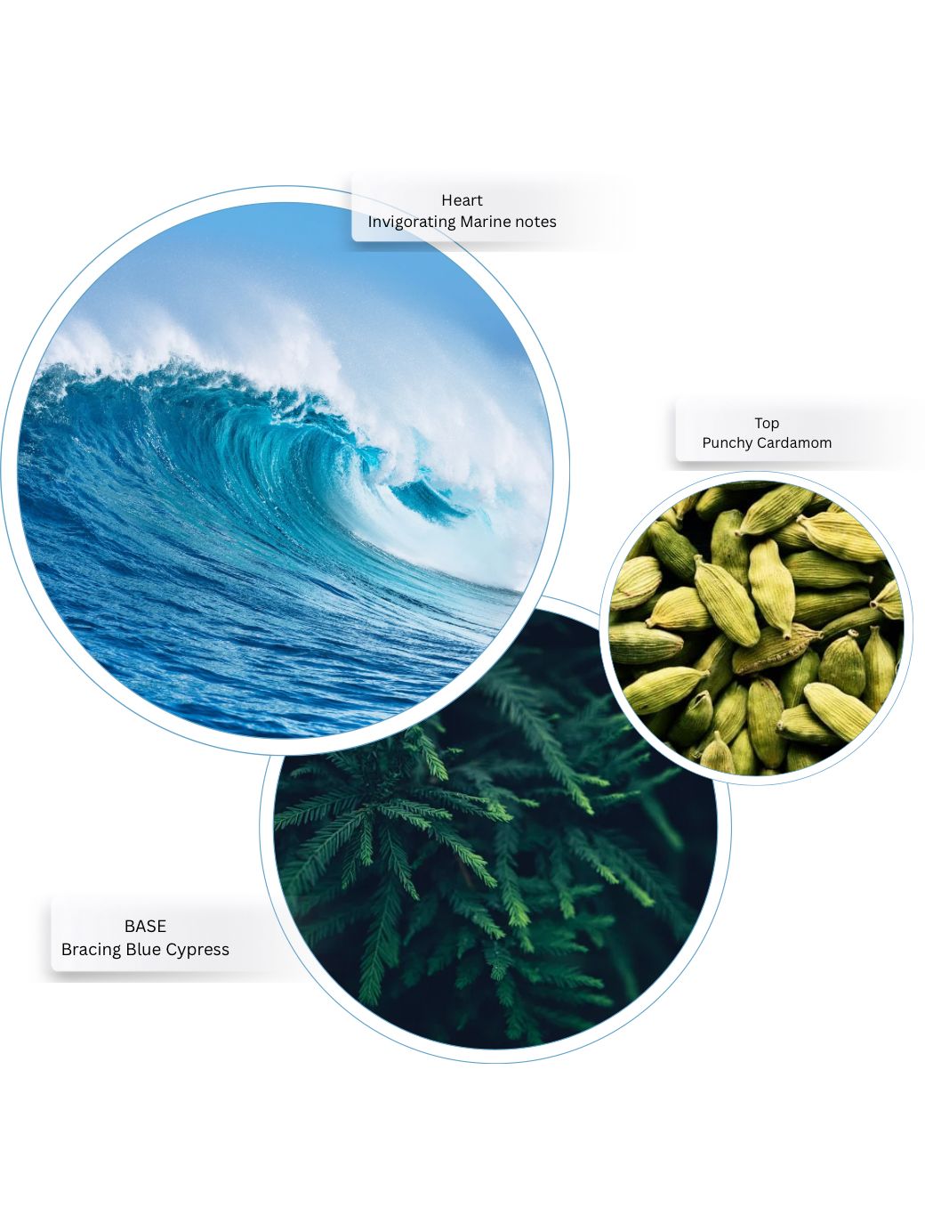 COSTAL CYPRESS & SEA FENNEL – SHOWER GEL – 300 ML